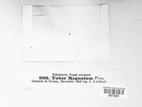 Image of Tuber magnatum